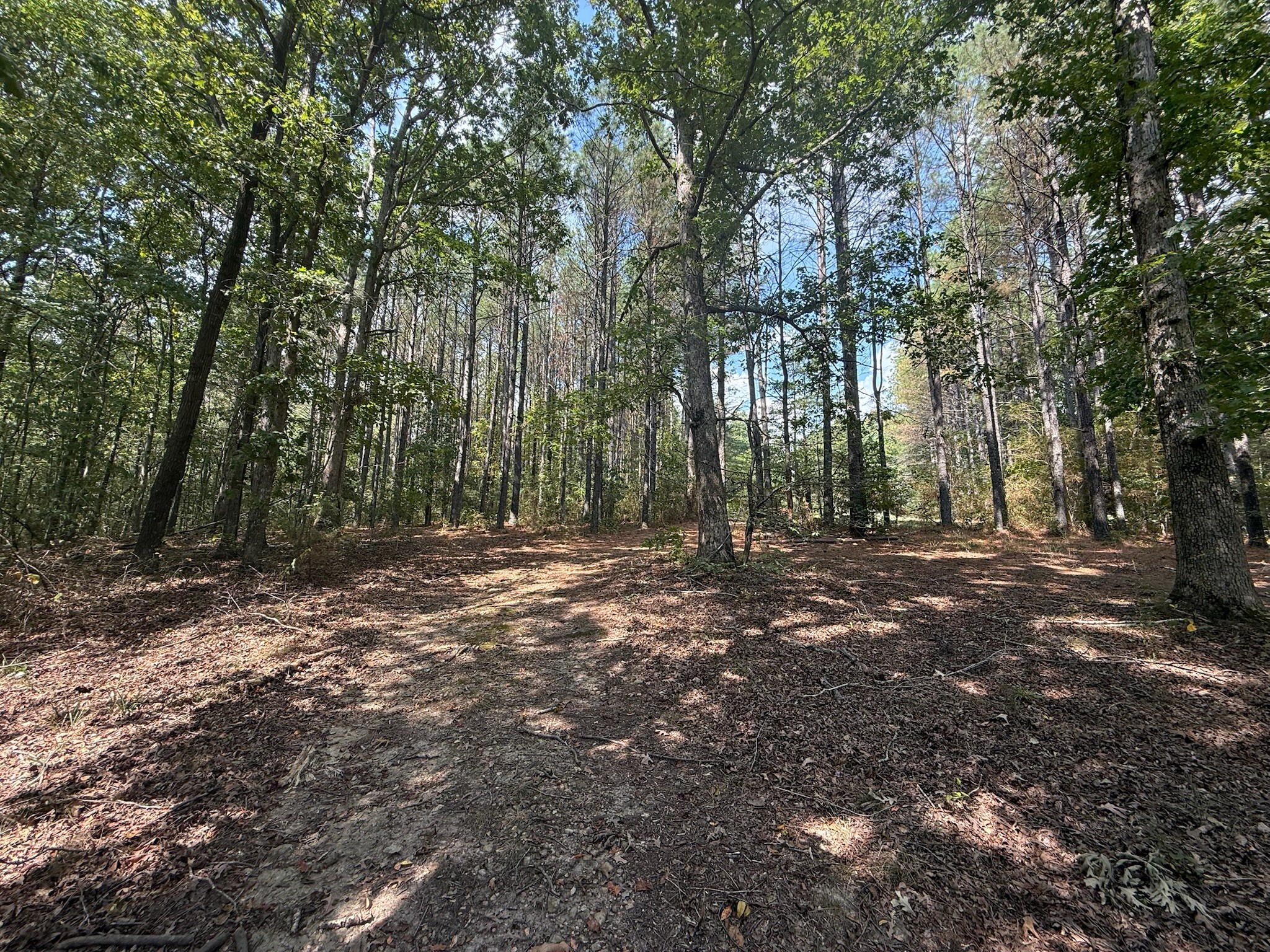 145 Brier Hill Road Ethridge, TN 38456 - Photo 49 of 64 a view of outdoor space with trees