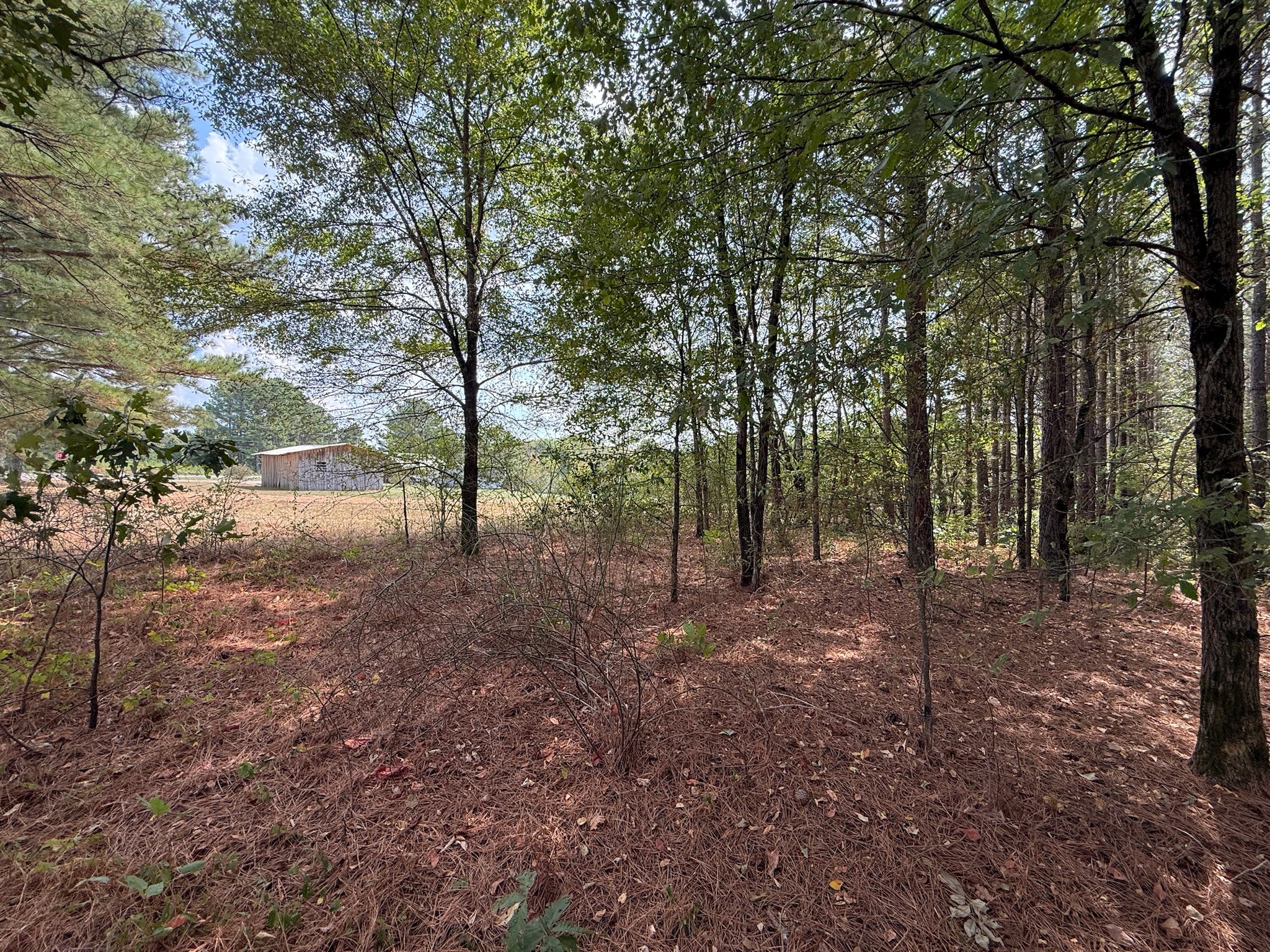 145 Brier Hill Road Ethridge, TN 38456 - Photo 5 of 64 a view of a forest with trees in the background