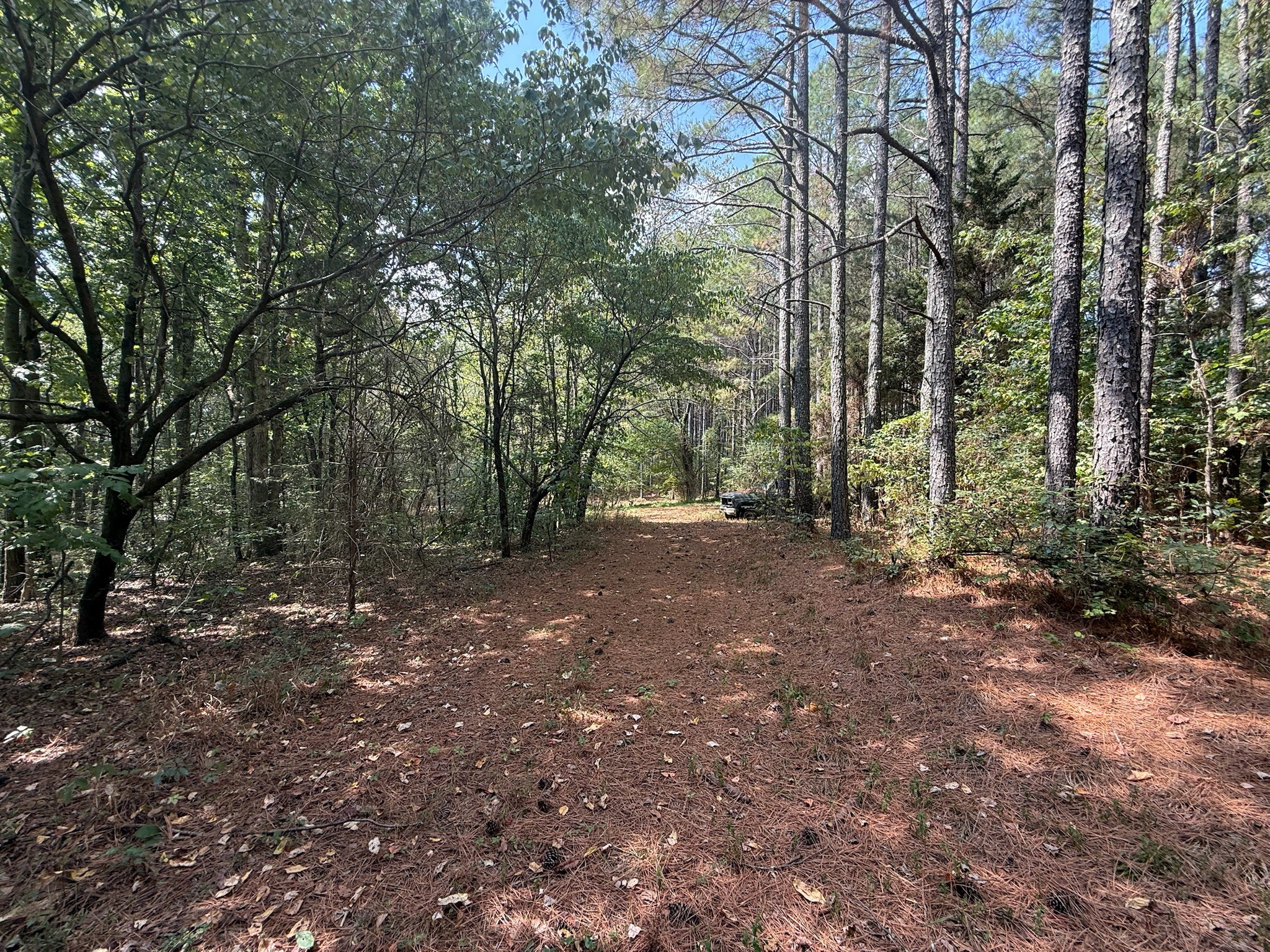 145 Brier Hill Road Ethridge, TN 38456 - Photo 51 of 64 a view of a forest with trees in the background