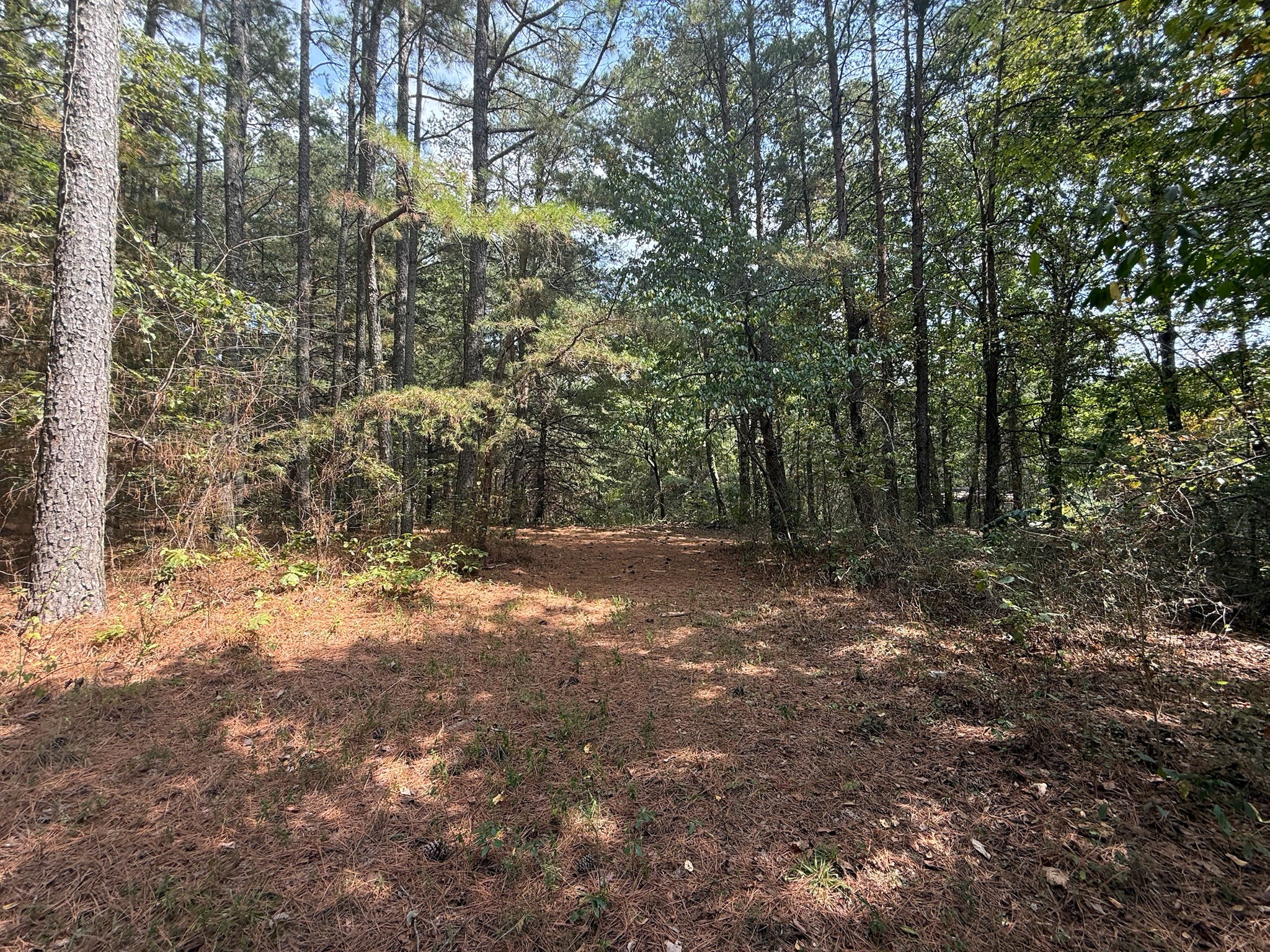145 Brier Hill Road Ethridge, TN 38456 - Photo 52 of 64 a view of a yard with trees in the background