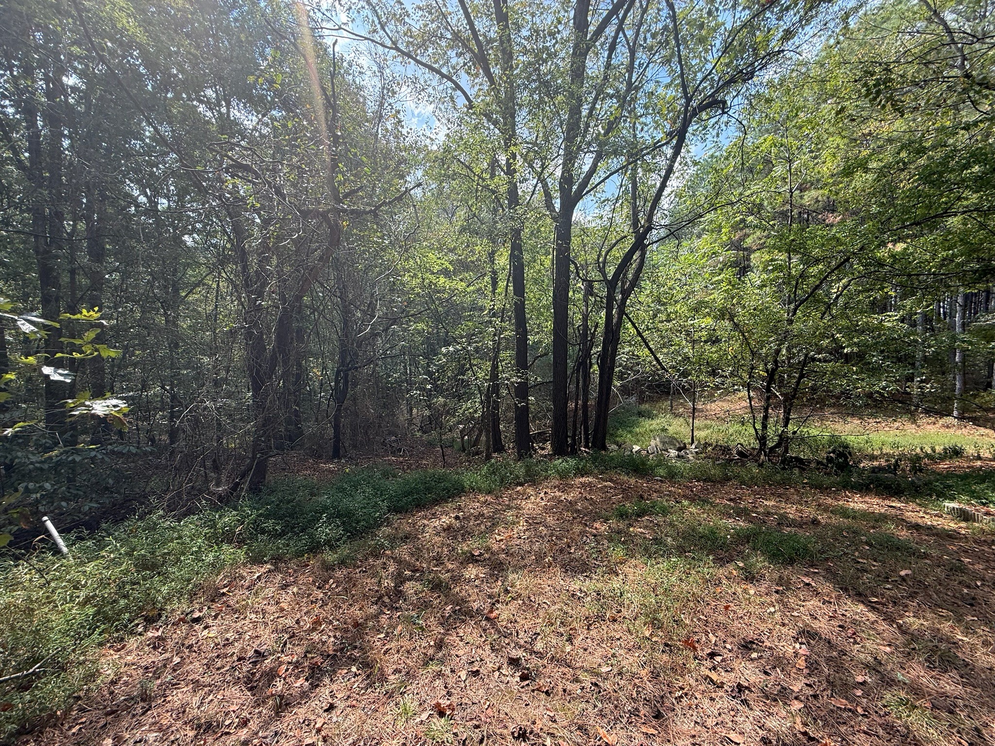 145 Brier Hill Road Ethridge, TN 38456 - Photo 53 of 64 a view of a forest with trees