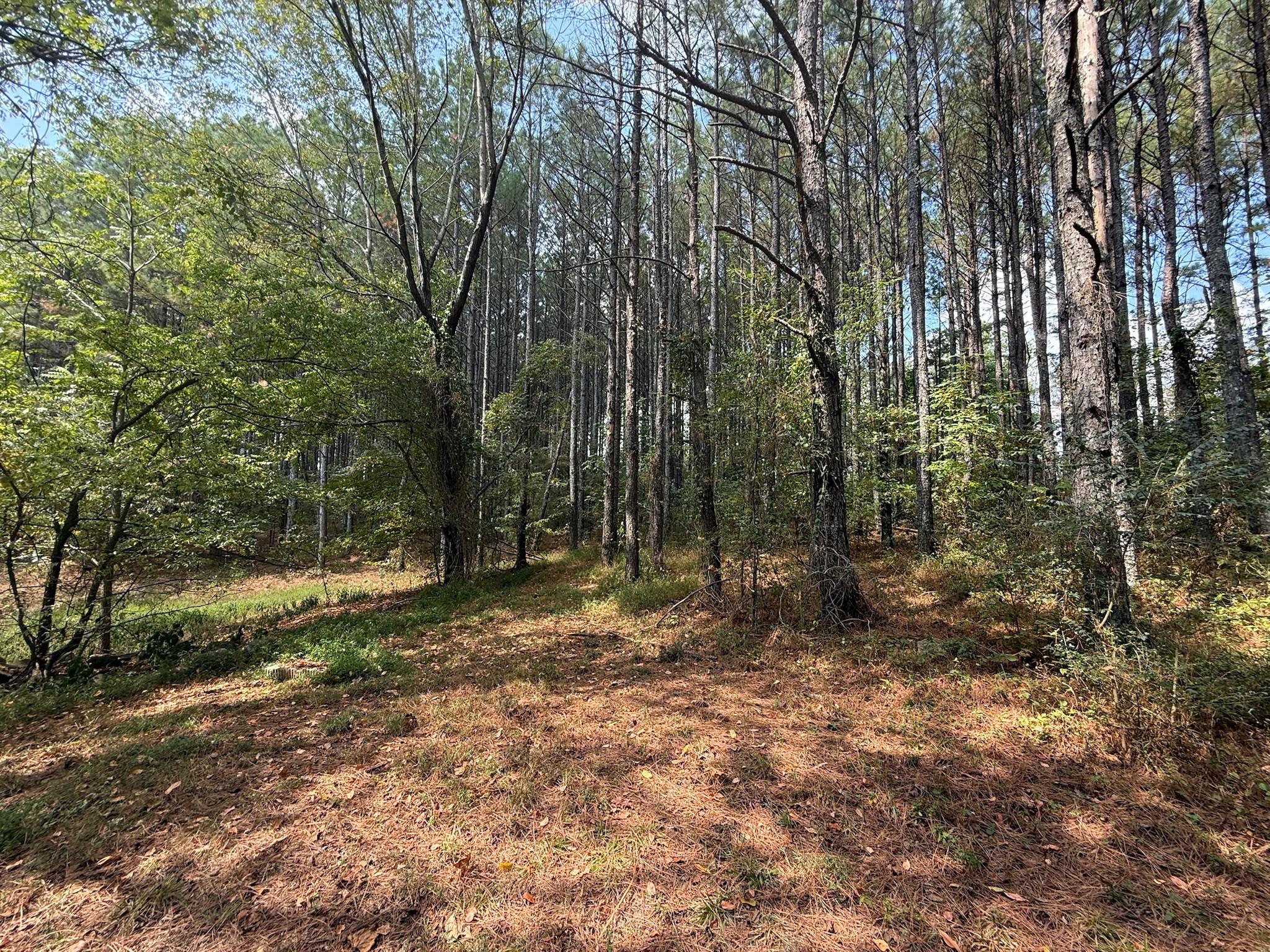 145 Brier Hill Road Ethridge, TN 38456 - Photo 54 of 64 a view of outdoor space with trees