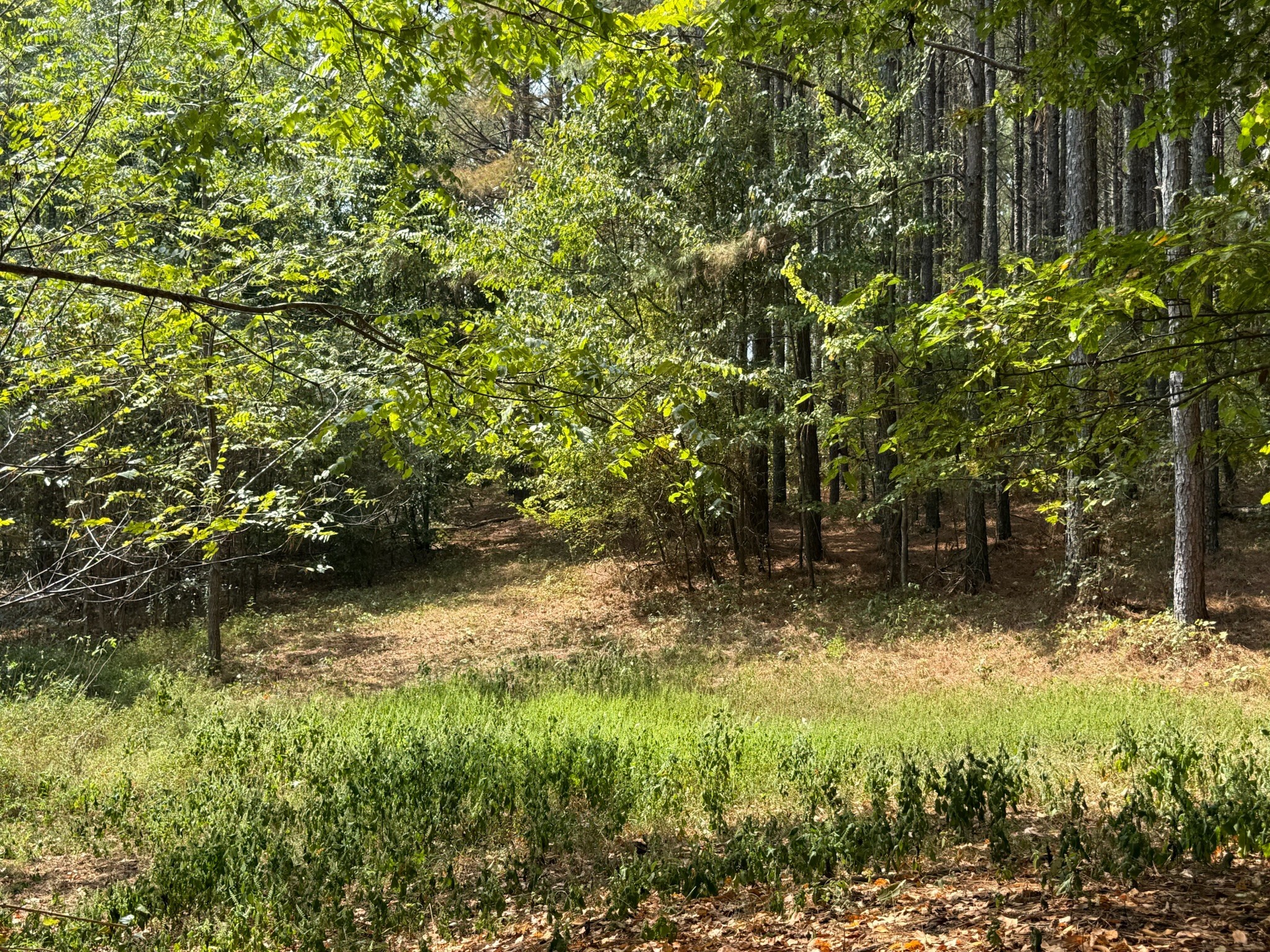 145 Brier Hill Road Ethridge, TN 38456 - Photo 56 of 64 a backyard of a house with lots of green space and garden