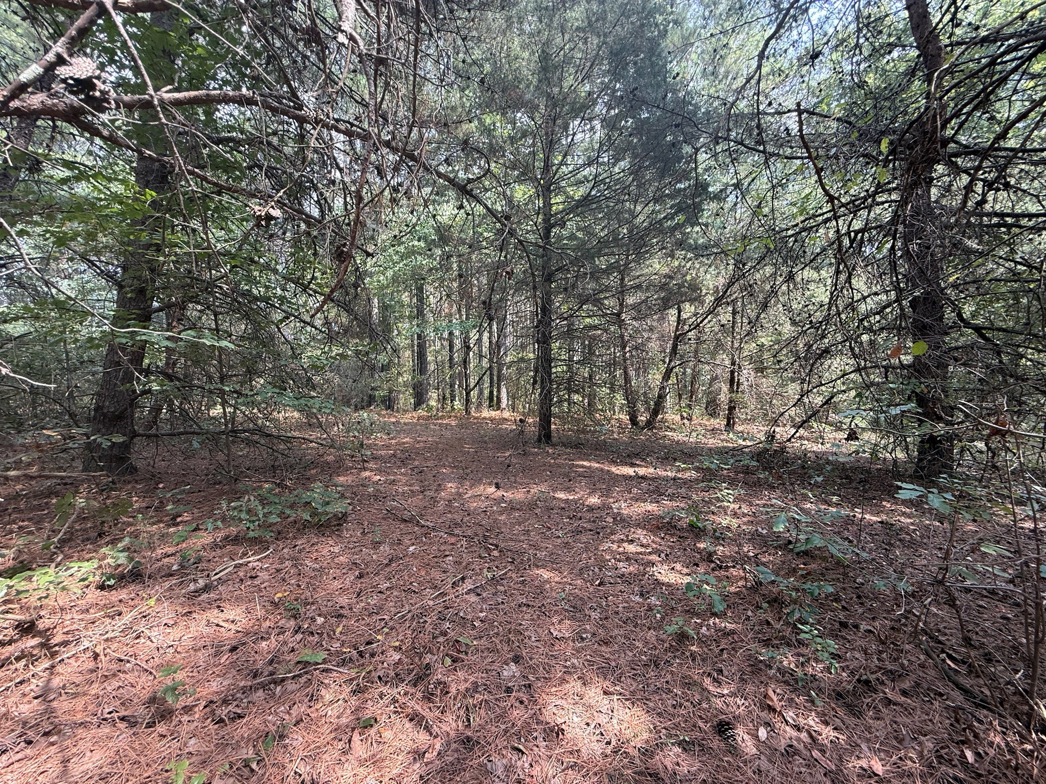 145 Brier Hill Road Ethridge, TN 38456 - Photo 57 of 64 a view of outdoor space and trees
