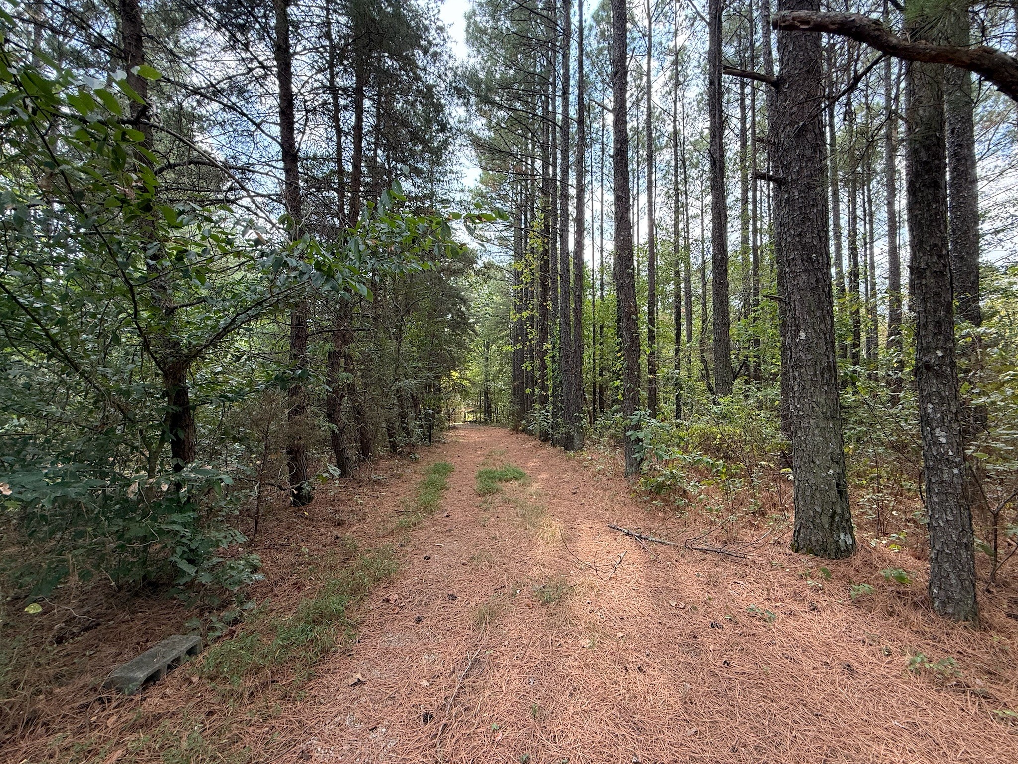 145 Brier Hill Road Ethridge, TN 38456 - Photo 58 of 64 a view of a forest with trees in the background