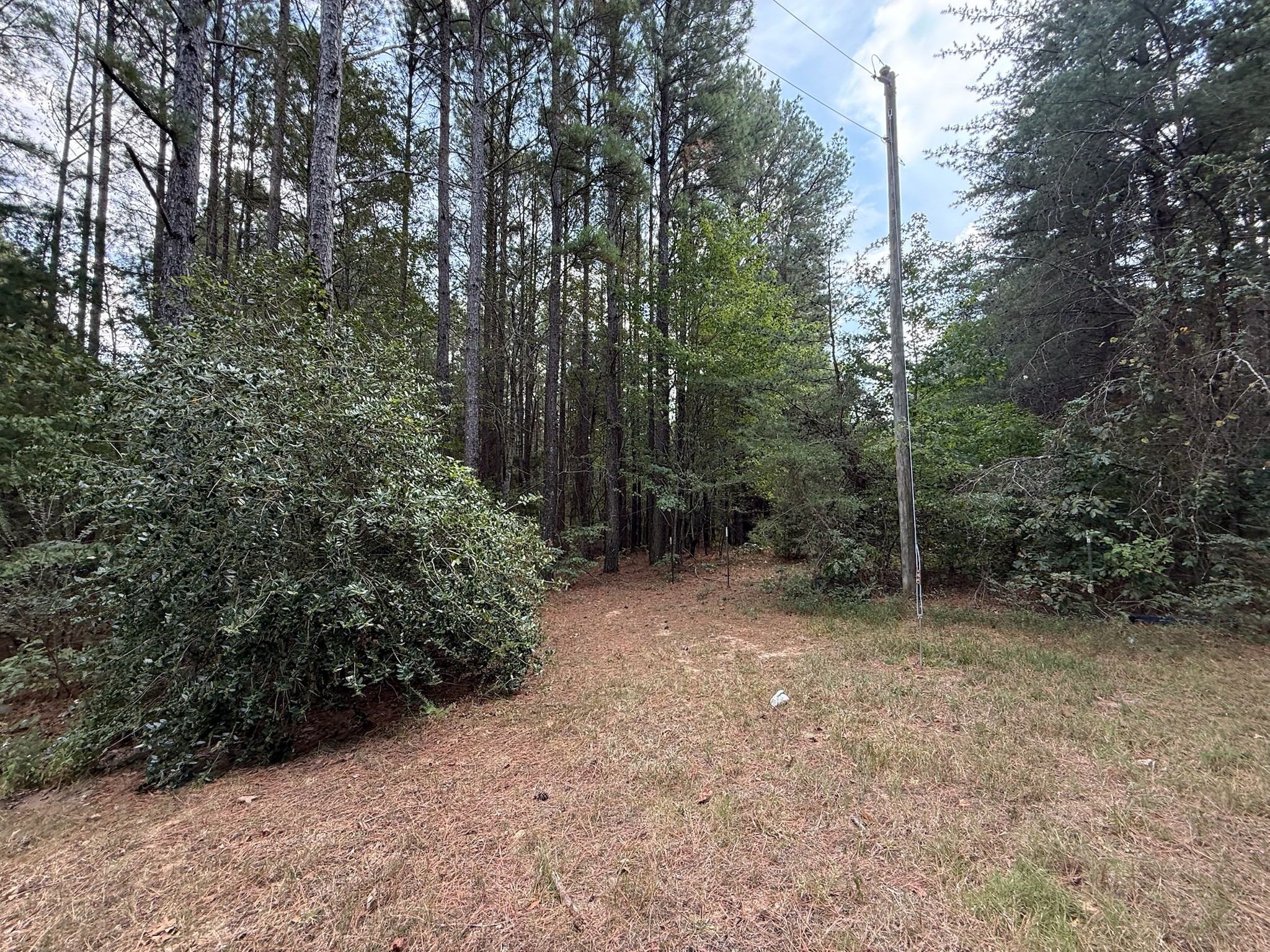 145 Brier Hill Road Ethridge, TN 38456 - Photo 60 of 64 a view of a forest with trees