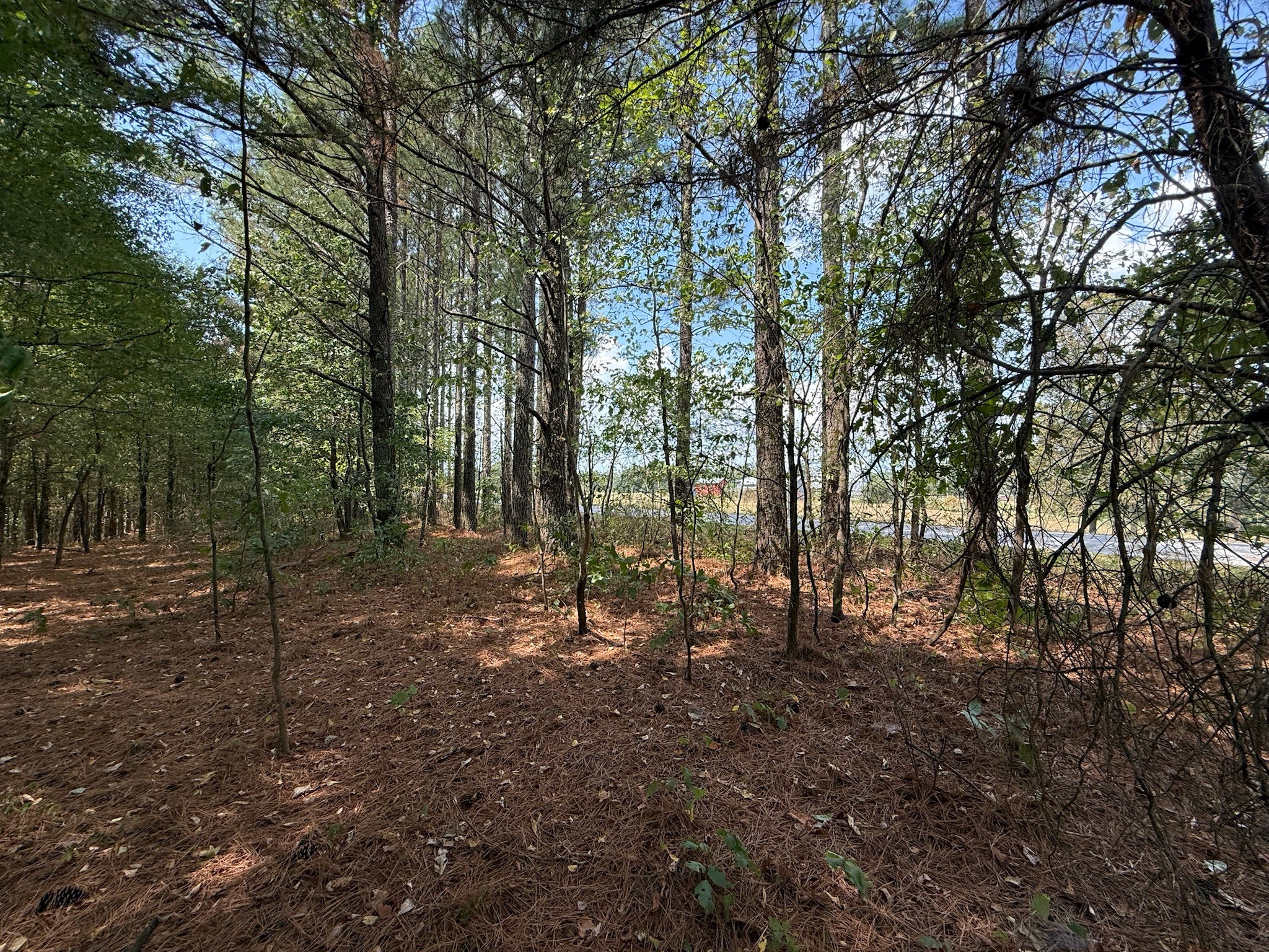 145 Brier Hill Road Ethridge, TN 38456 - Photo 6 of 64 a view of a forest with trees in the background