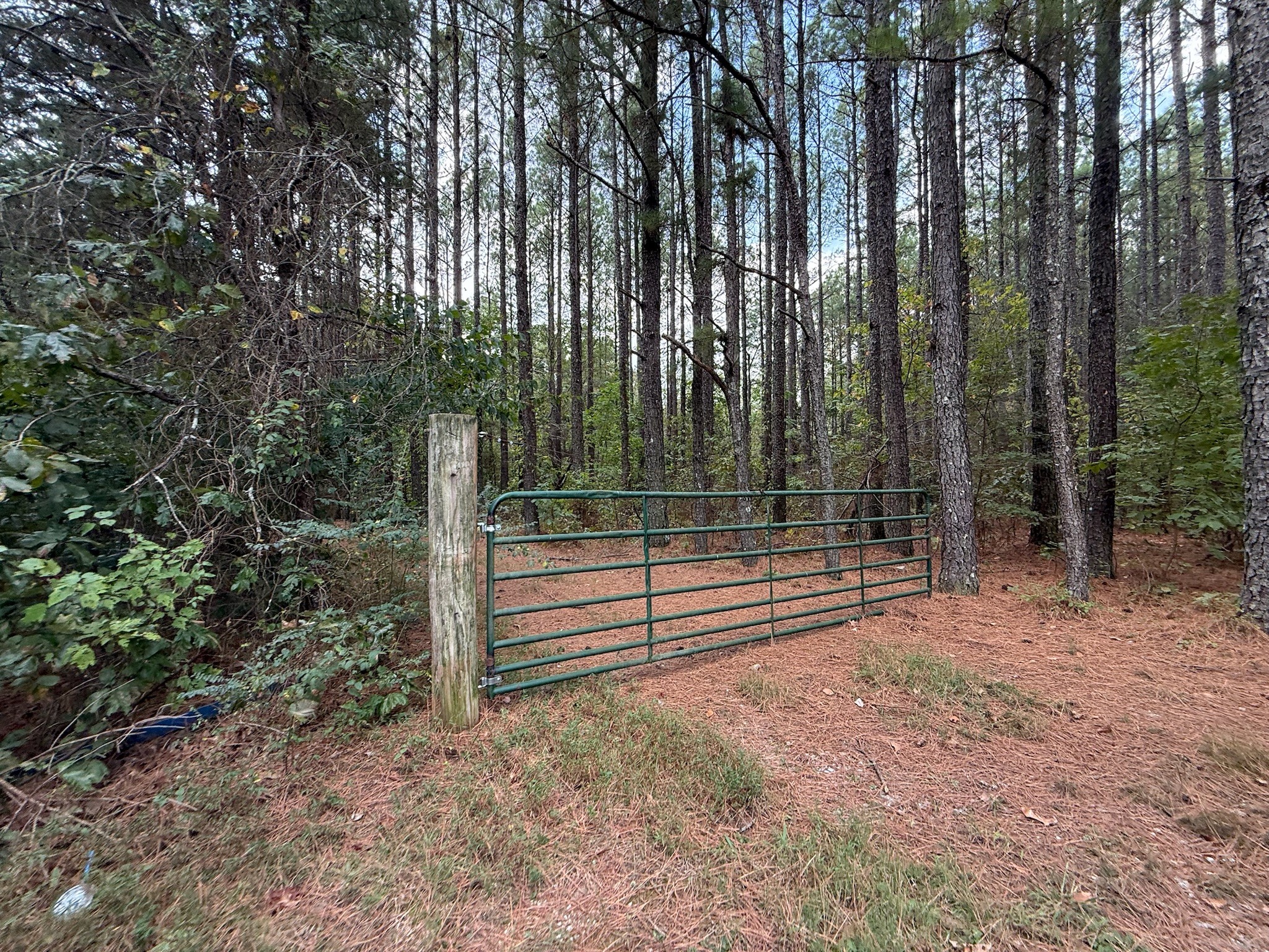 145 Brier Hill Road Ethridge, TN 38456 - Photo 61 of 64 a view of outdoor space with trees
