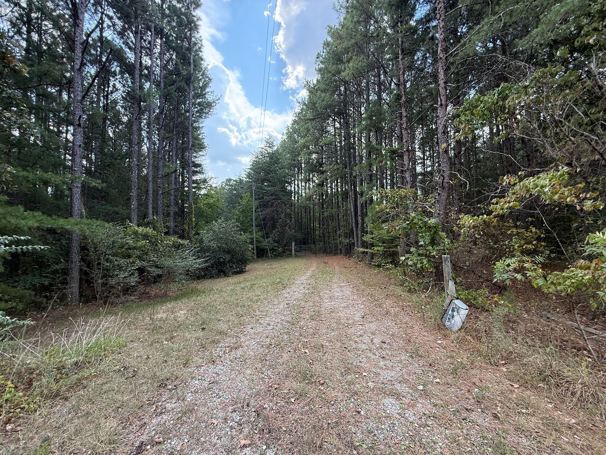 145 Brier Hill Road Ethridge, TN 38456 - Photo 62 of 64 a view of a forest with trees in the background