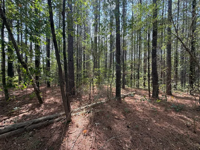 a view of a forest filled with trees