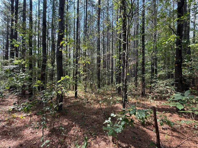 a view of a forest with trees in the background