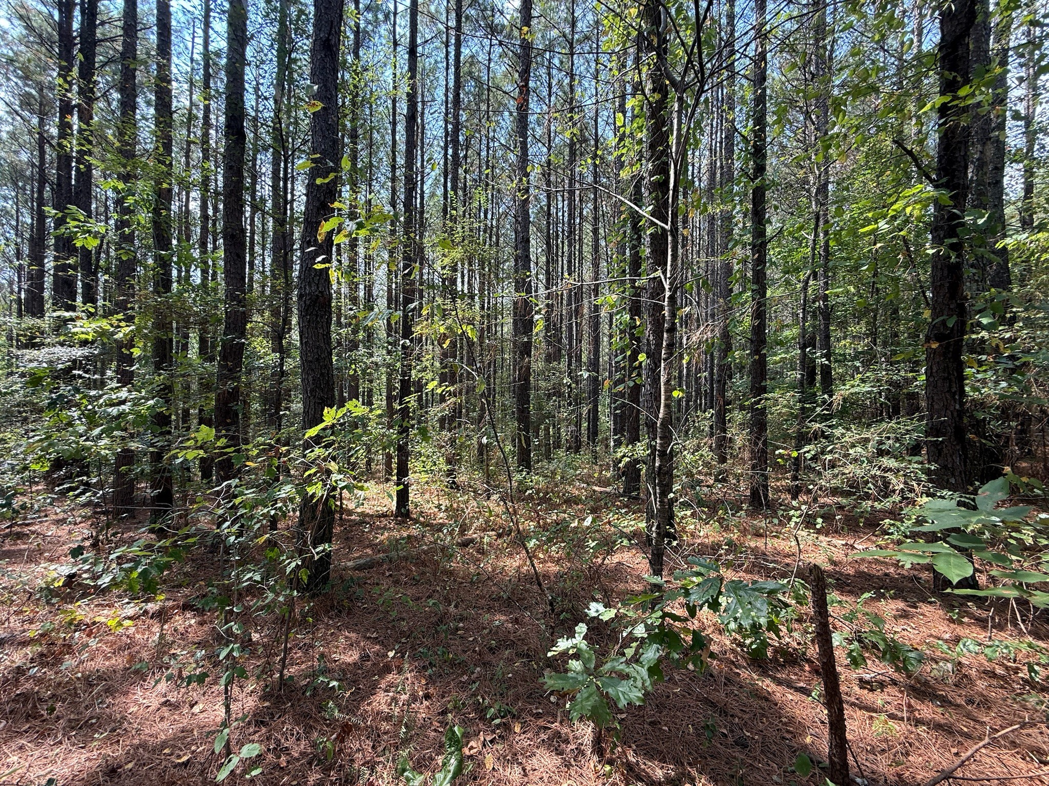 145 Brier Hill Road Ethridge, TN 38456 - Photo 8 of 64 a view of outdoor space and green space