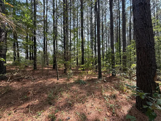a view of a forest with trees in the background