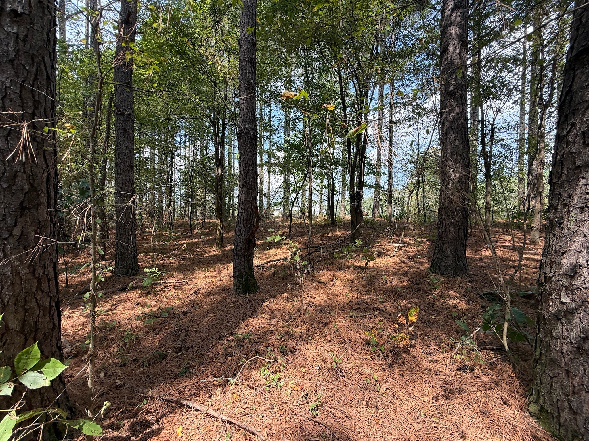 145 Brier Hill Road Ethridge, TN 38456 - Photo 10 of 64 a view of a forest filled with trees