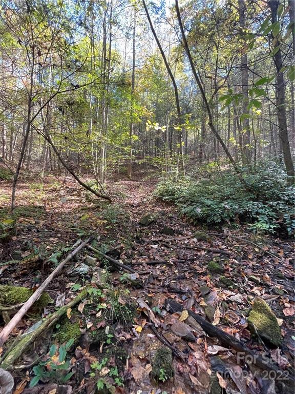 0 Henry Mc Call Road, Unit LOT 3 & 4 Marion, NC 28752 - Photo 6 of 10 a view of a forest with a tree