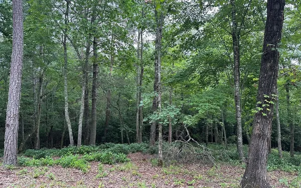 a view of a forest that has large trees