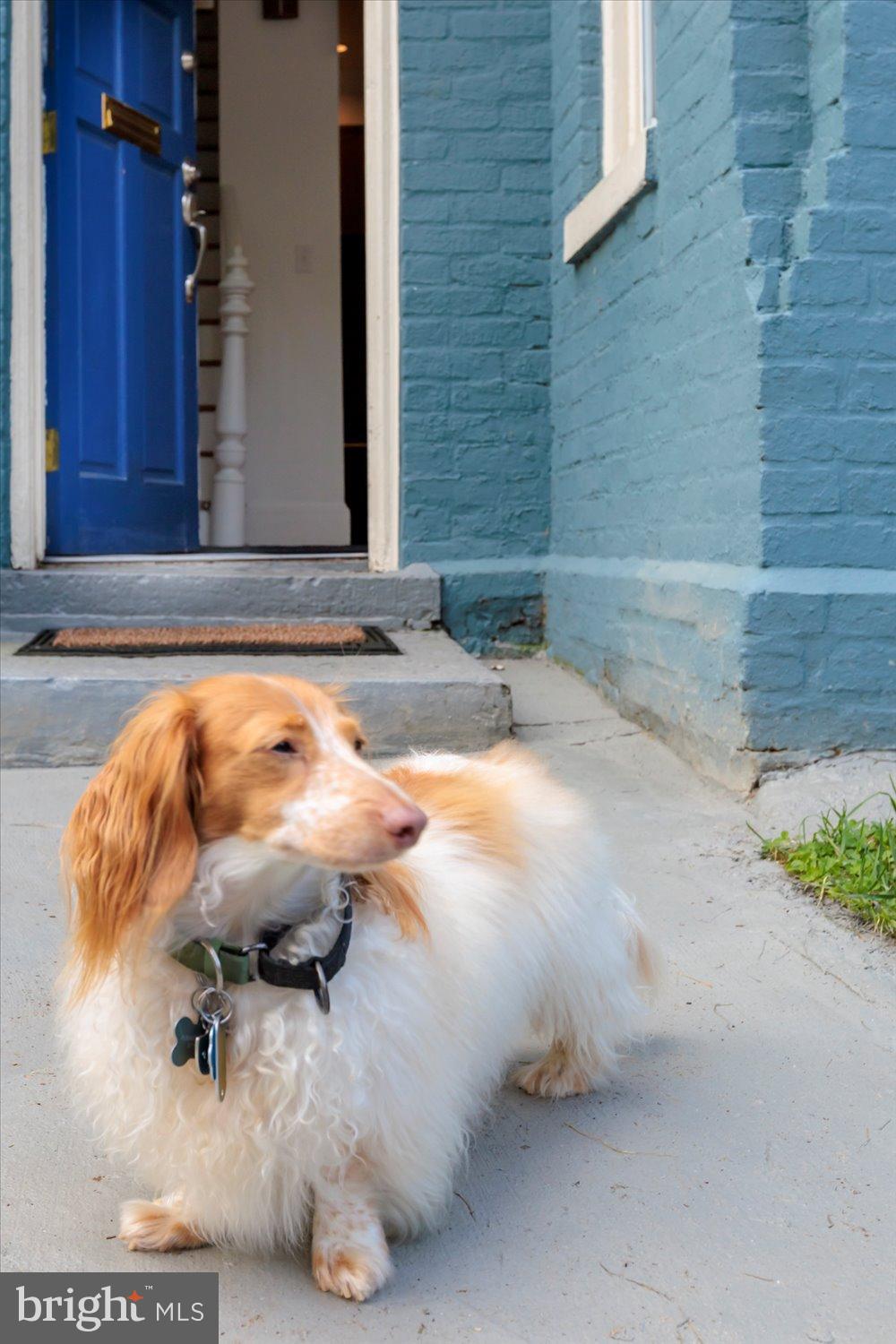 911 Independence Avenue Southeast Washington, DC 20003 - Photo 2 of 38 Dog-friendly fenced-in front garden!