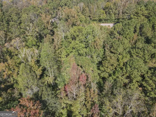 a view of a forest with a street