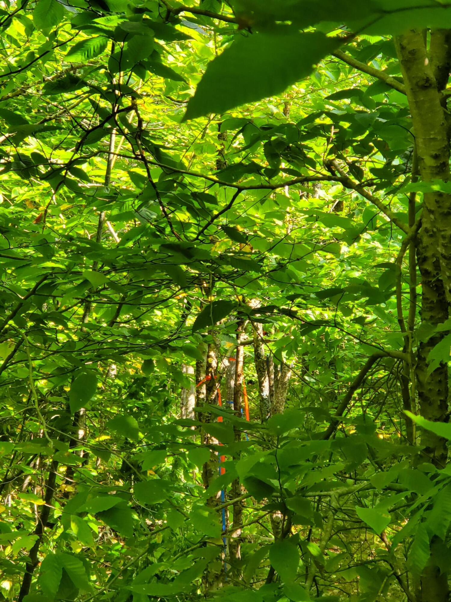 11 South Shore Road Island Falls, ME 04747 - Photo 13 of 14 20230921_125159