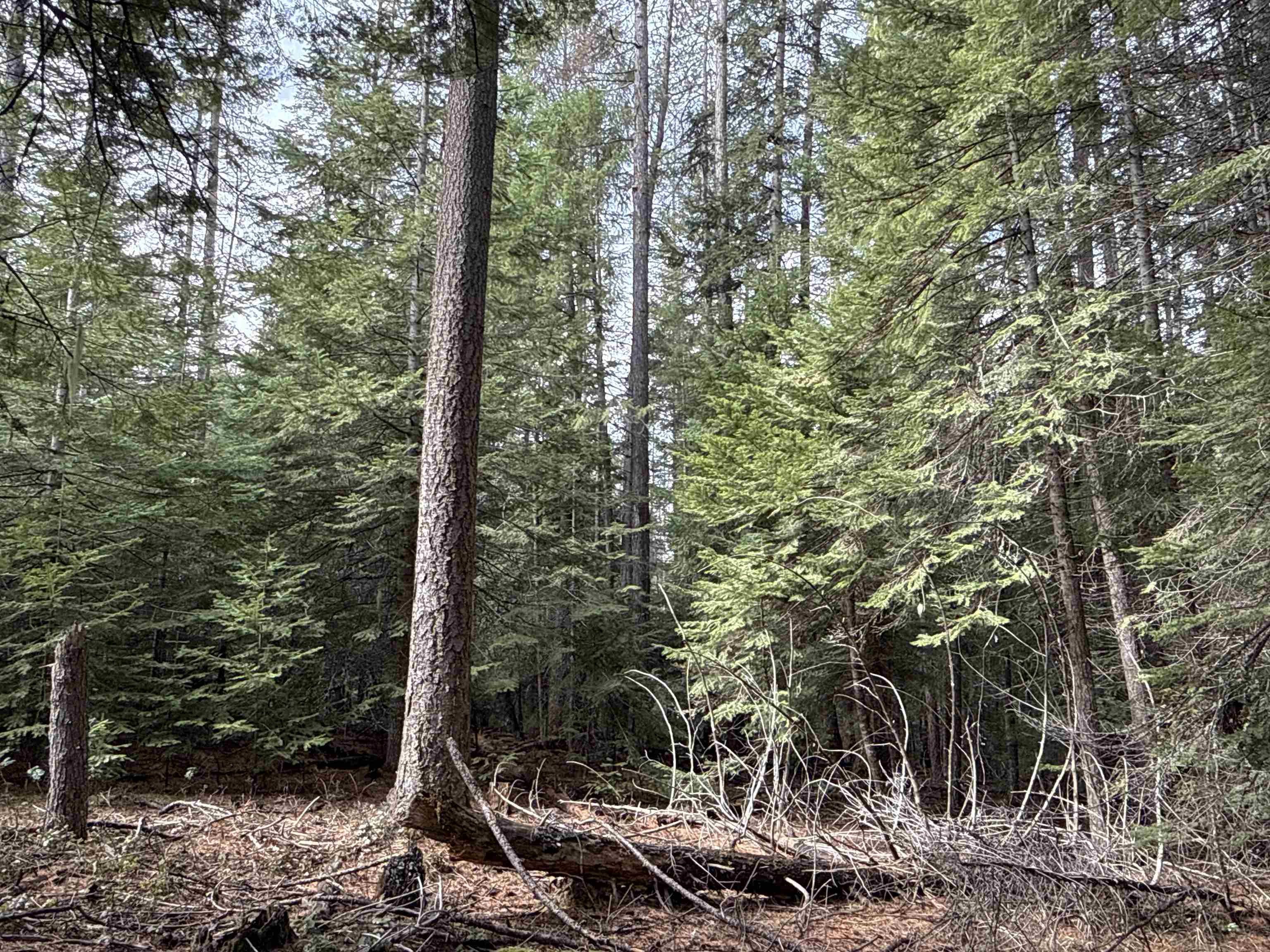 Nka Eagle Rdg Way Springdale, WA 99173 - Photo 21 of 24