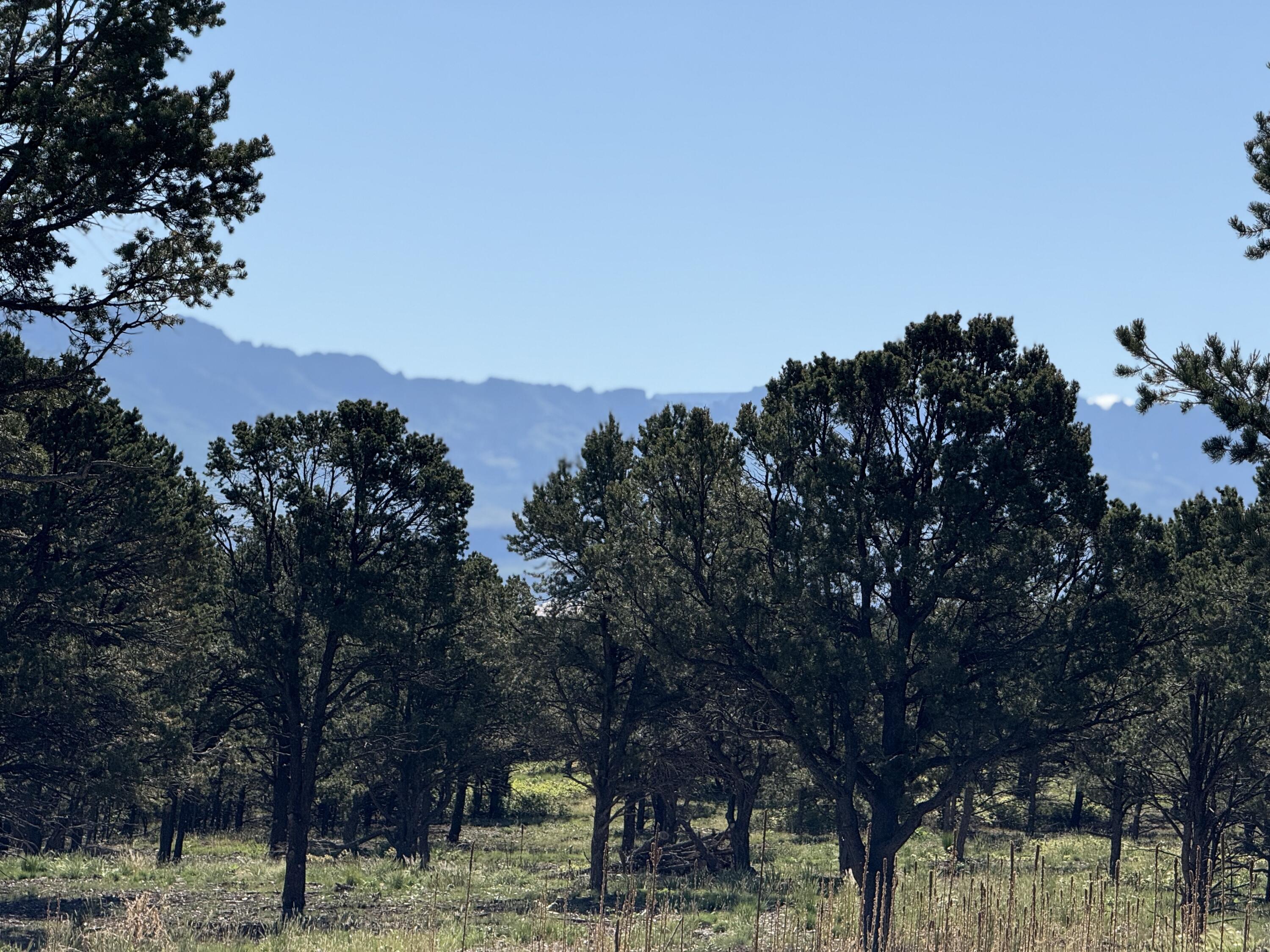 175 Pinon Road East Ridgway, CO 81432 - Photo 3 of 11 a view of a tree with a yard