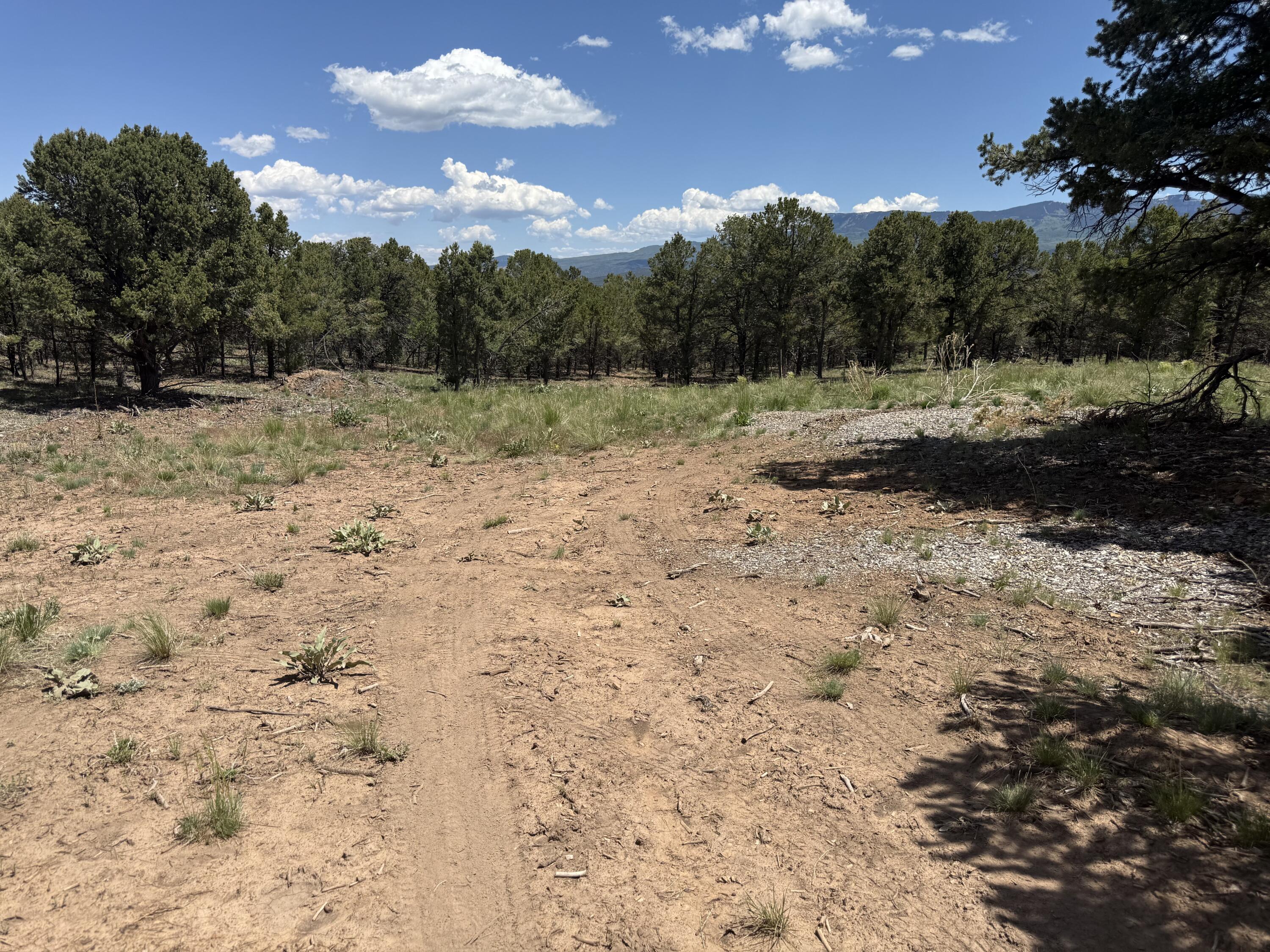 175 Pinon Road East Ridgway, CO 81432 - Photo 5 of 11 a view of a yard with a tree