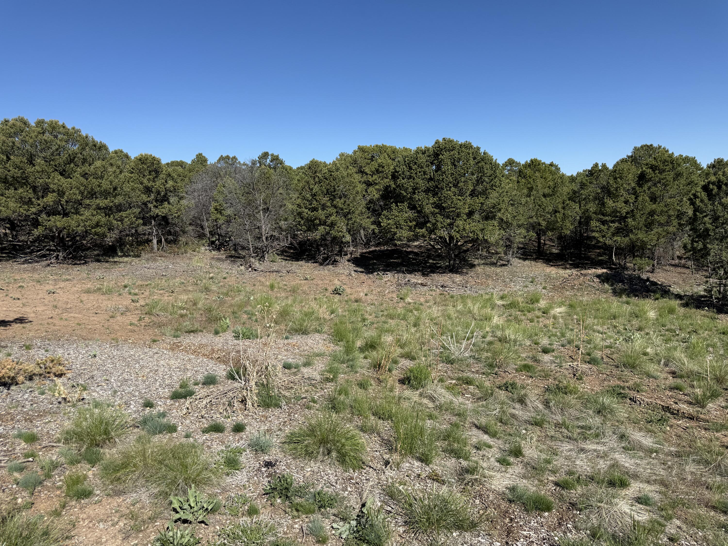 175 Pinon Road East Ridgway, CO 81432 - Photo 6 of 11 a view of a yard