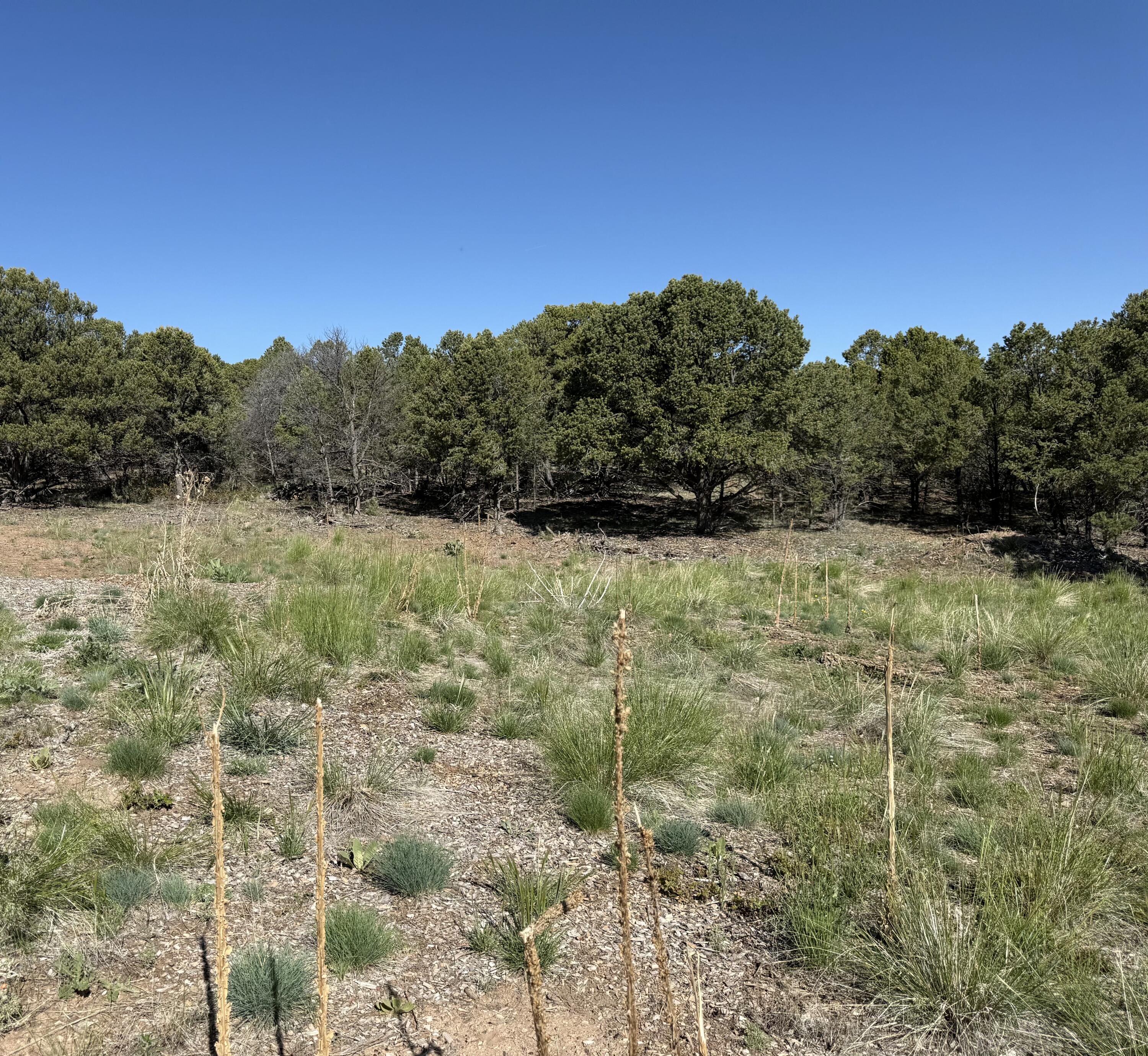 175 Pinon Road East Ridgway, CO 81432 - Photo 7 of 11 a view of a yard with a tree