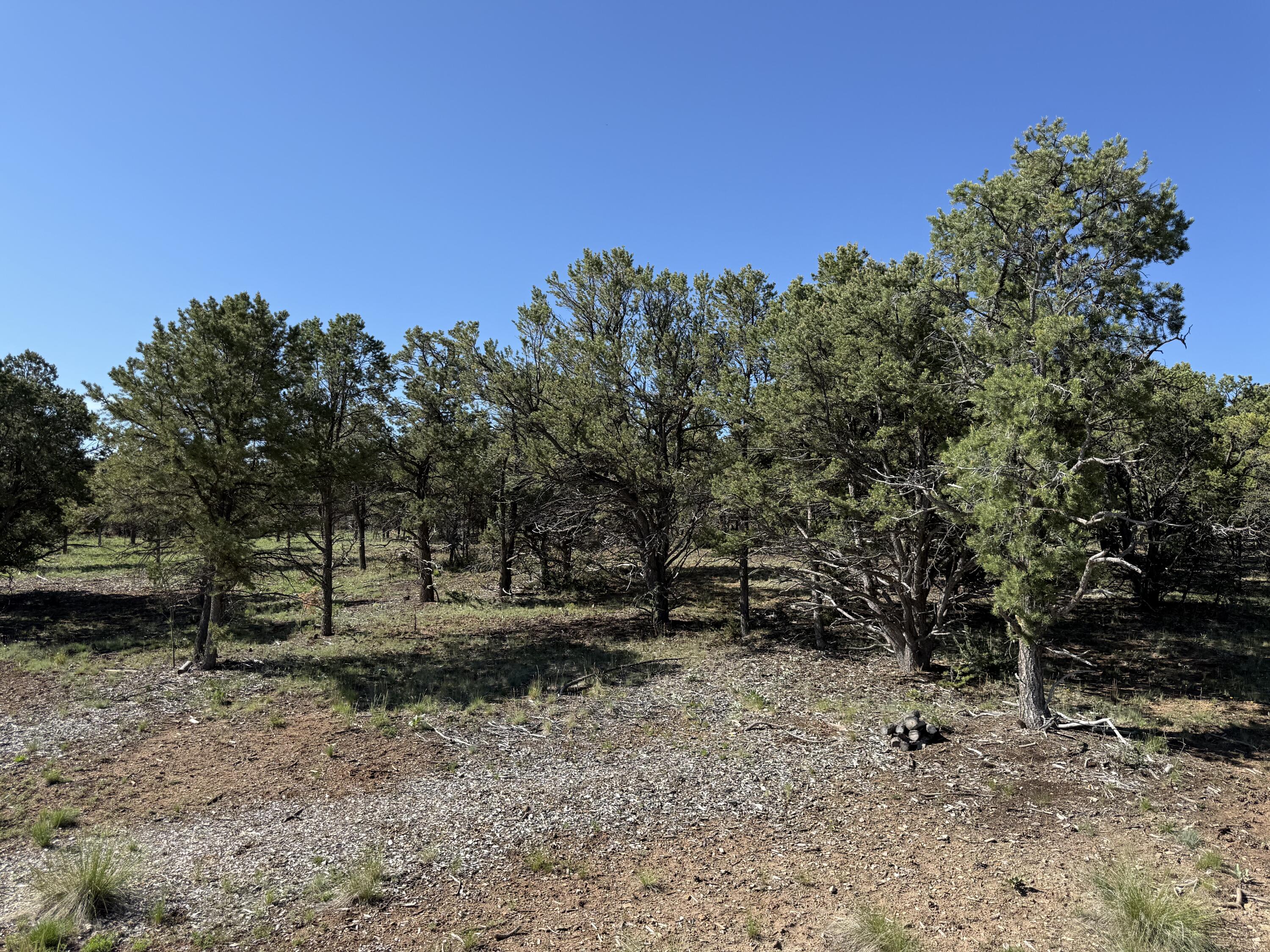 175 Pinon Road East Ridgway, CO 81432 - Photo 8 of 11 a view of outdoor space with trees