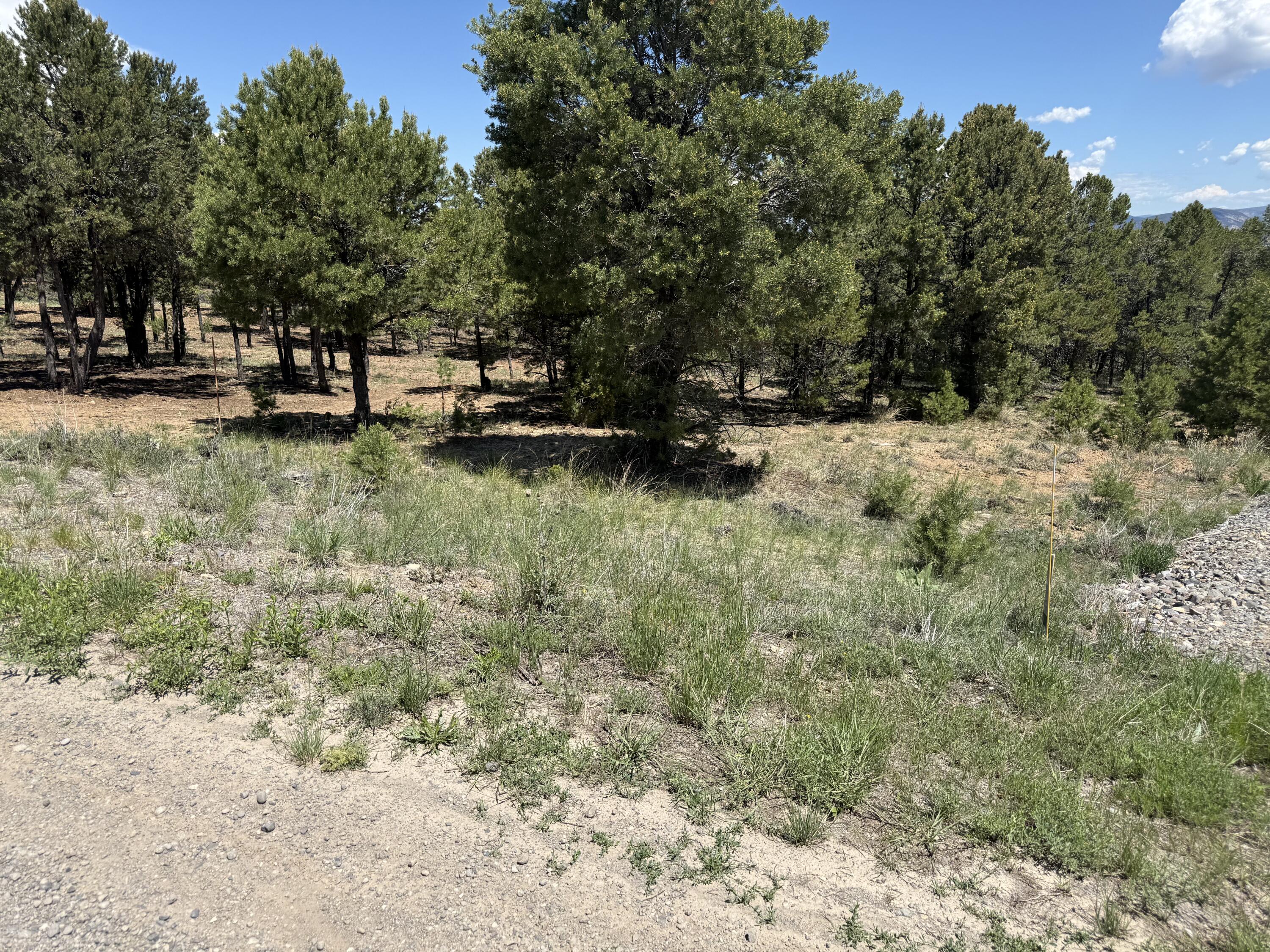 175 Pinon Road East Ridgway, CO 81432 - Photo 9 of 11