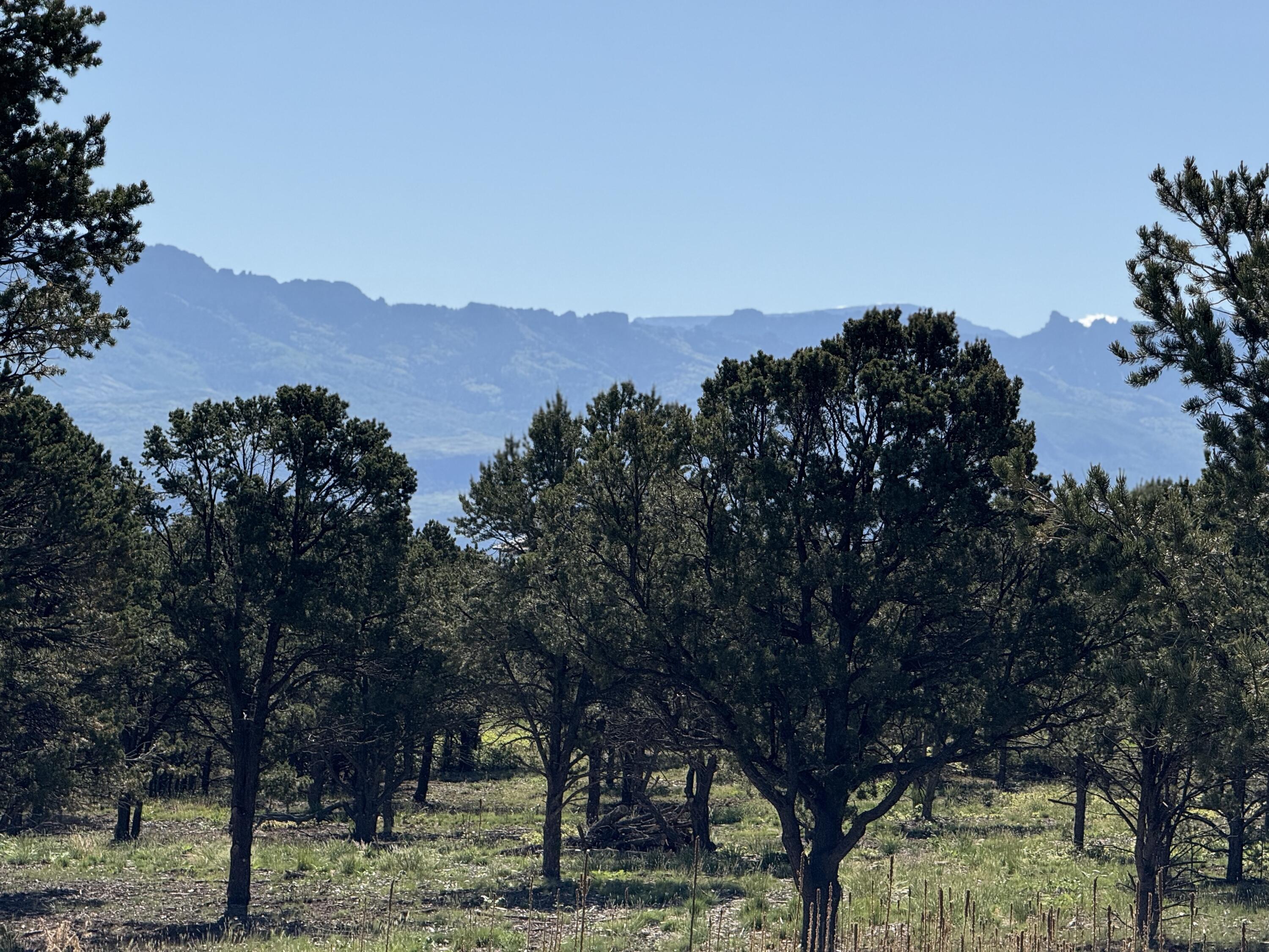 175 Pinon Road East Ridgway, CO 81432 - Photo 10 of 11 a view of a large trees with a big yard