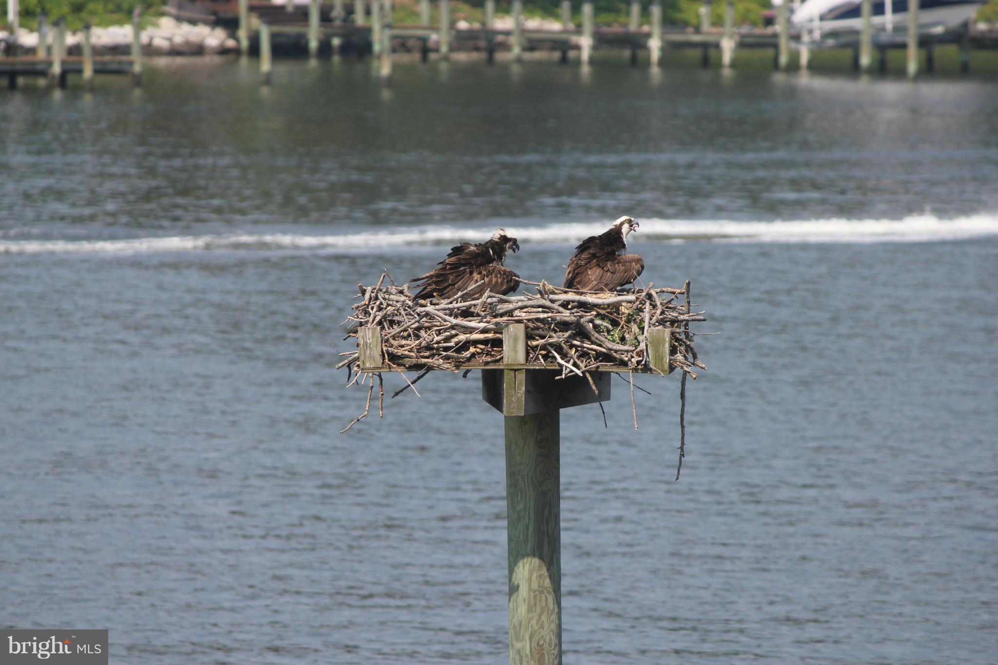 24468 Half Pone Point Road Hollywood, MD 20636 - Photo 7 of 28 Your Osprey family