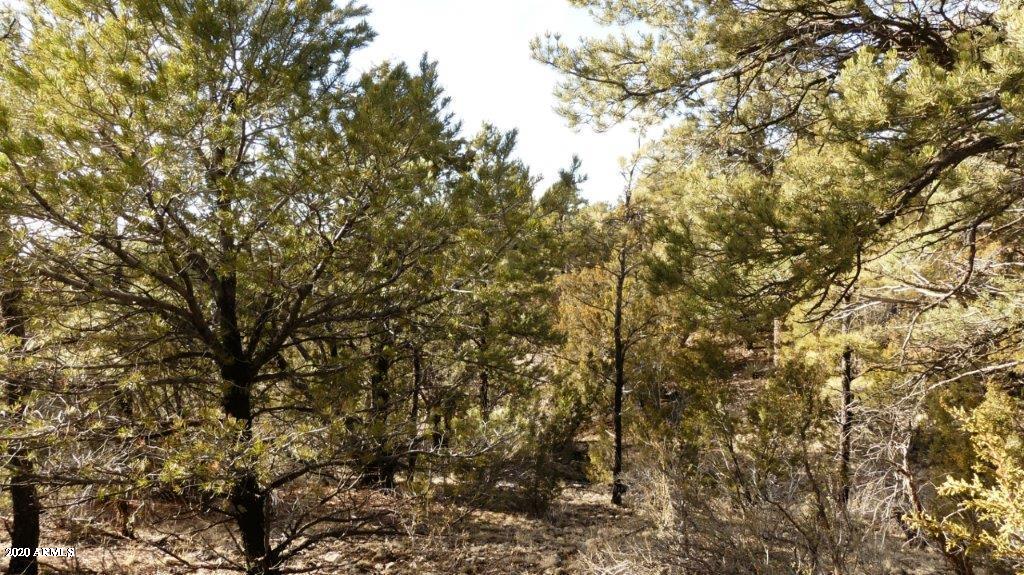 3506 Rae Circle, Unit 242 Overgaard, AZ 85933 - Photo 7 of 10 P1020452