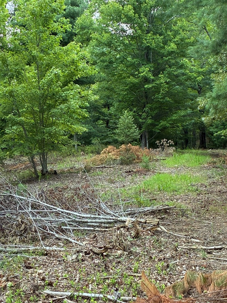 50 Pickelsimer Road Morganton, GA 30560 - Photo 11 of 14 a view of a backyard