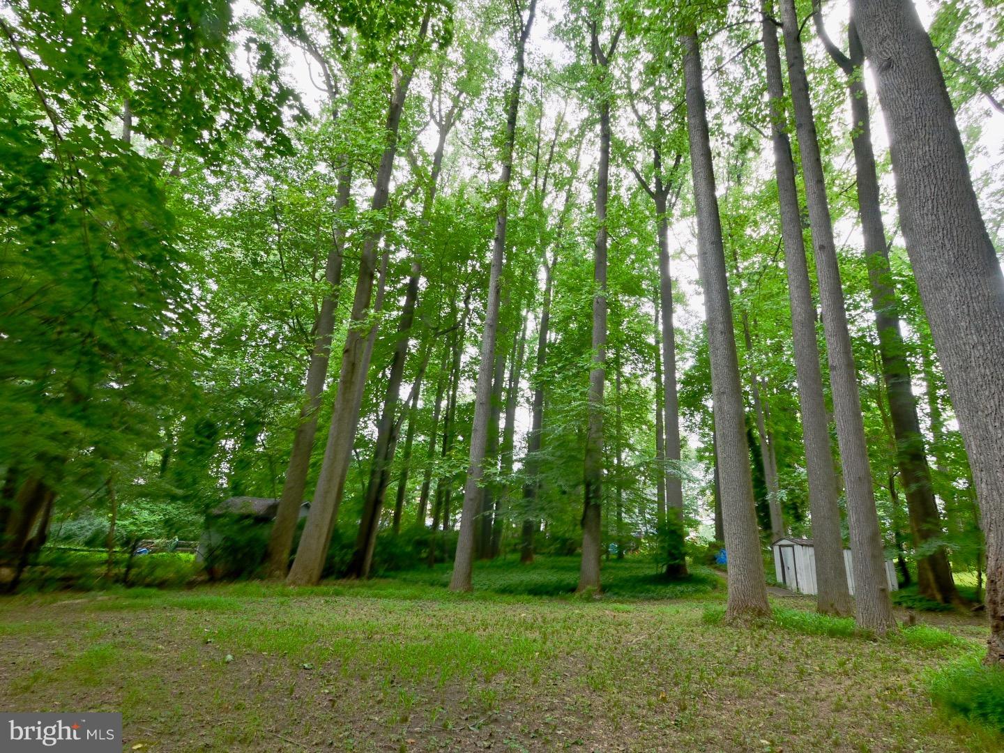 1011 West Avenue Springfield, PA 19064 - Photo 21 of 21 Back Yard
