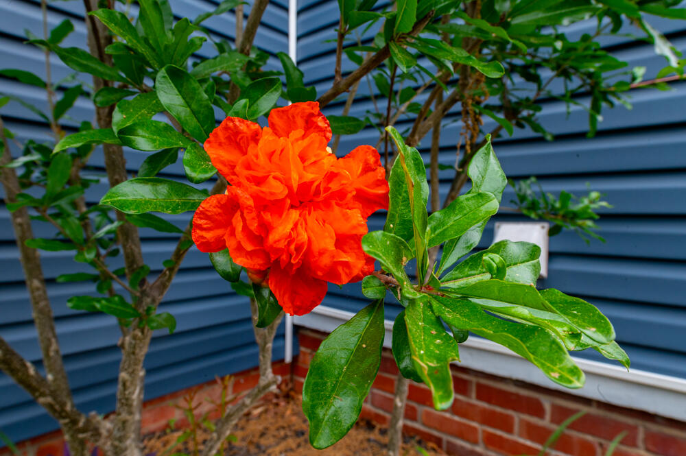 2166 Greene Street Augusta, GA 30904 - Photo 21 of 31 Flowers!