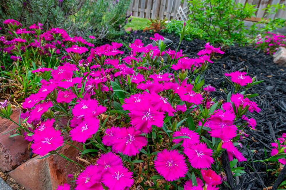 2166 Greene Street Augusta, GA 30904 - Photo 22 of 31 Flowers!