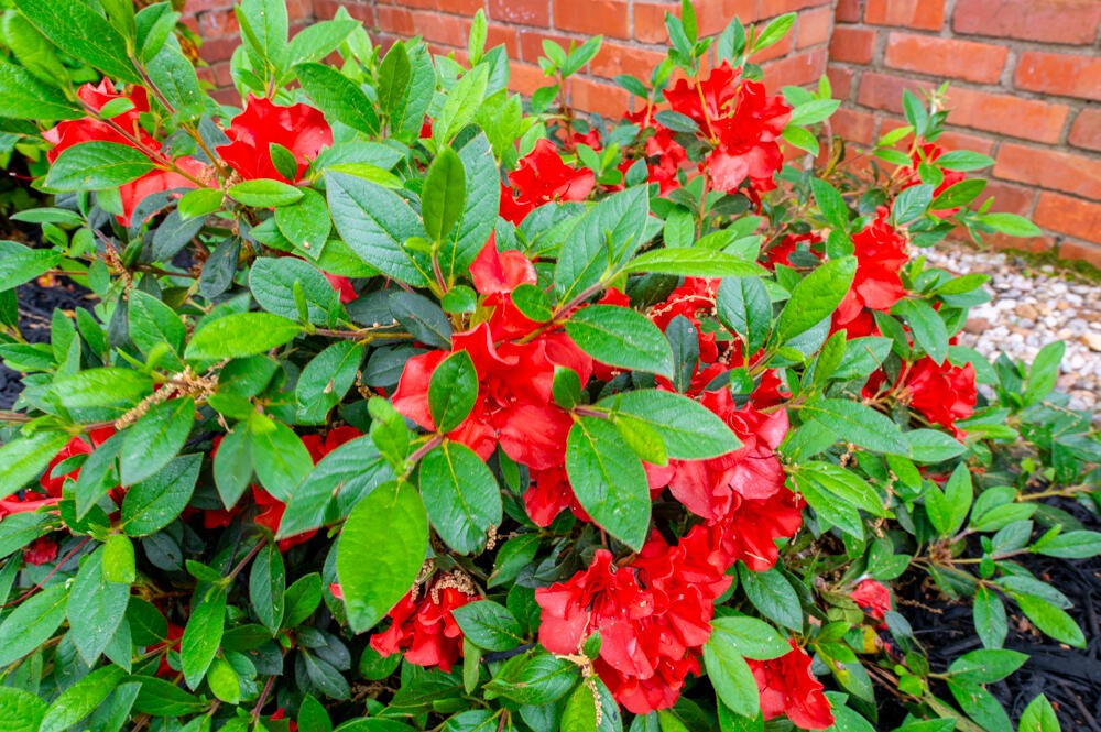 2166 Greene Street Augusta, GA 30904 - Photo 23 of 31 Flowers!