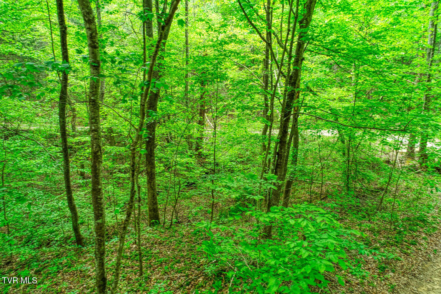 Tbd Seay Hollow Road Bulls Gap, TN 37711 - Photo 13 of 30 Seay Hollow. Rog MLSb (11 of 28)