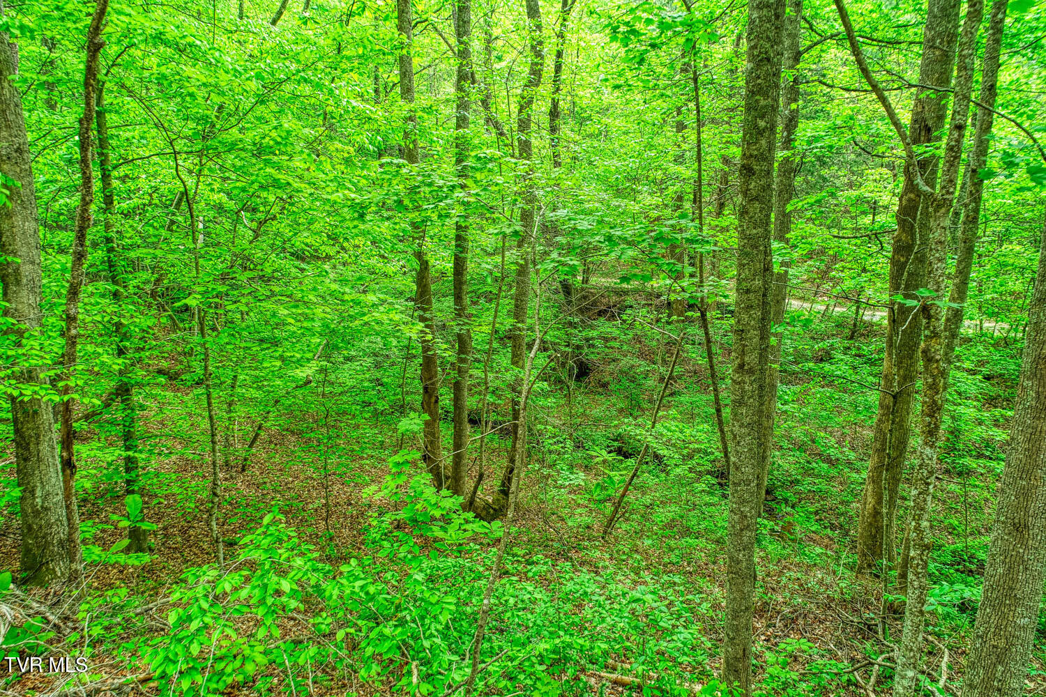 Tbd Seay Hollow Road Bulls Gap, TN 37711 - Photo 14 of 30 Seay Hollow. Rog MLSb (12 of 28)