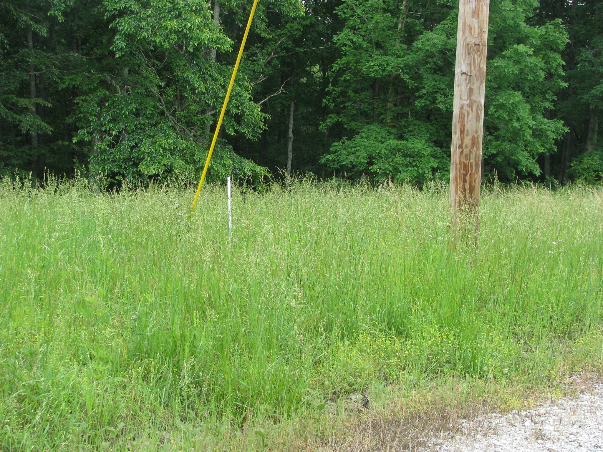 0 Barge Road Waverly, TN 37185 - Photo 6 of 11 a view of a lush green field