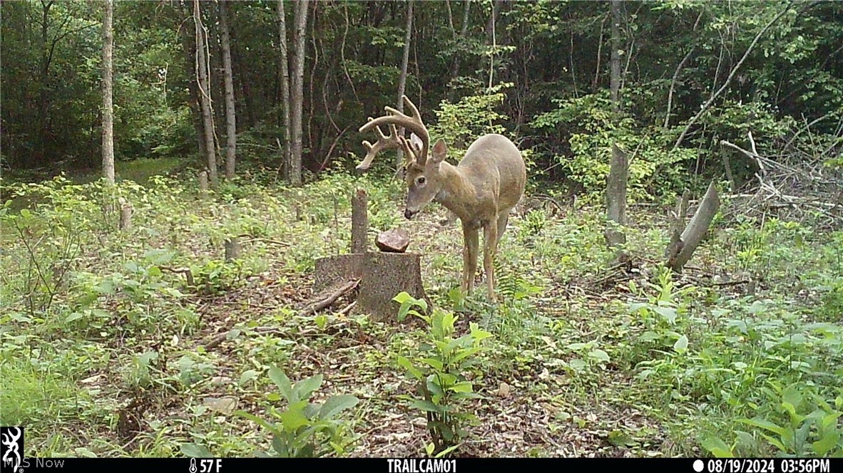Marlott Run Road Kimbolton, OH 43749 - Photo 45 of 49