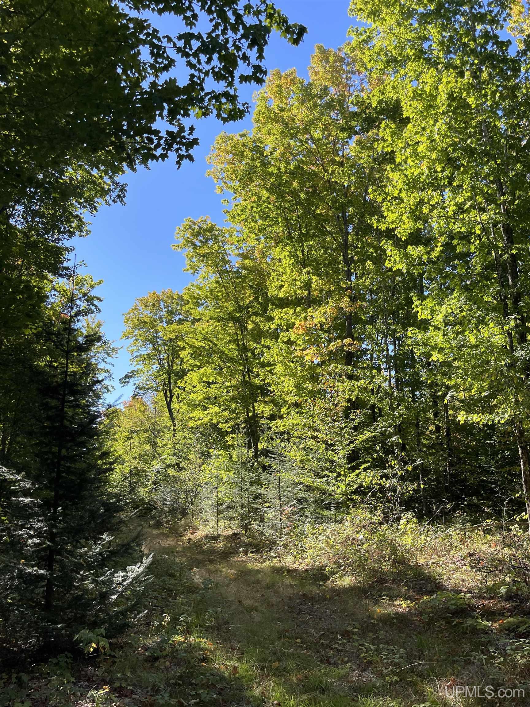 160 Acres Off H-58 Road Seney, MI 49883 - Photo 11 of 26