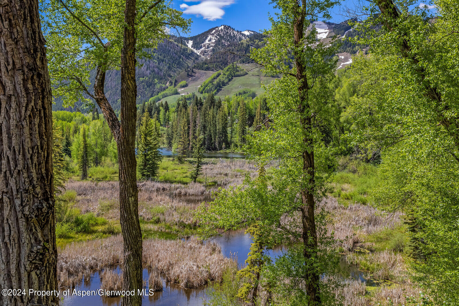 844 Roaring Fork Road Aspen, CO 81611 - Photo 6 of 39 a view of a yard with plants and a large tree
