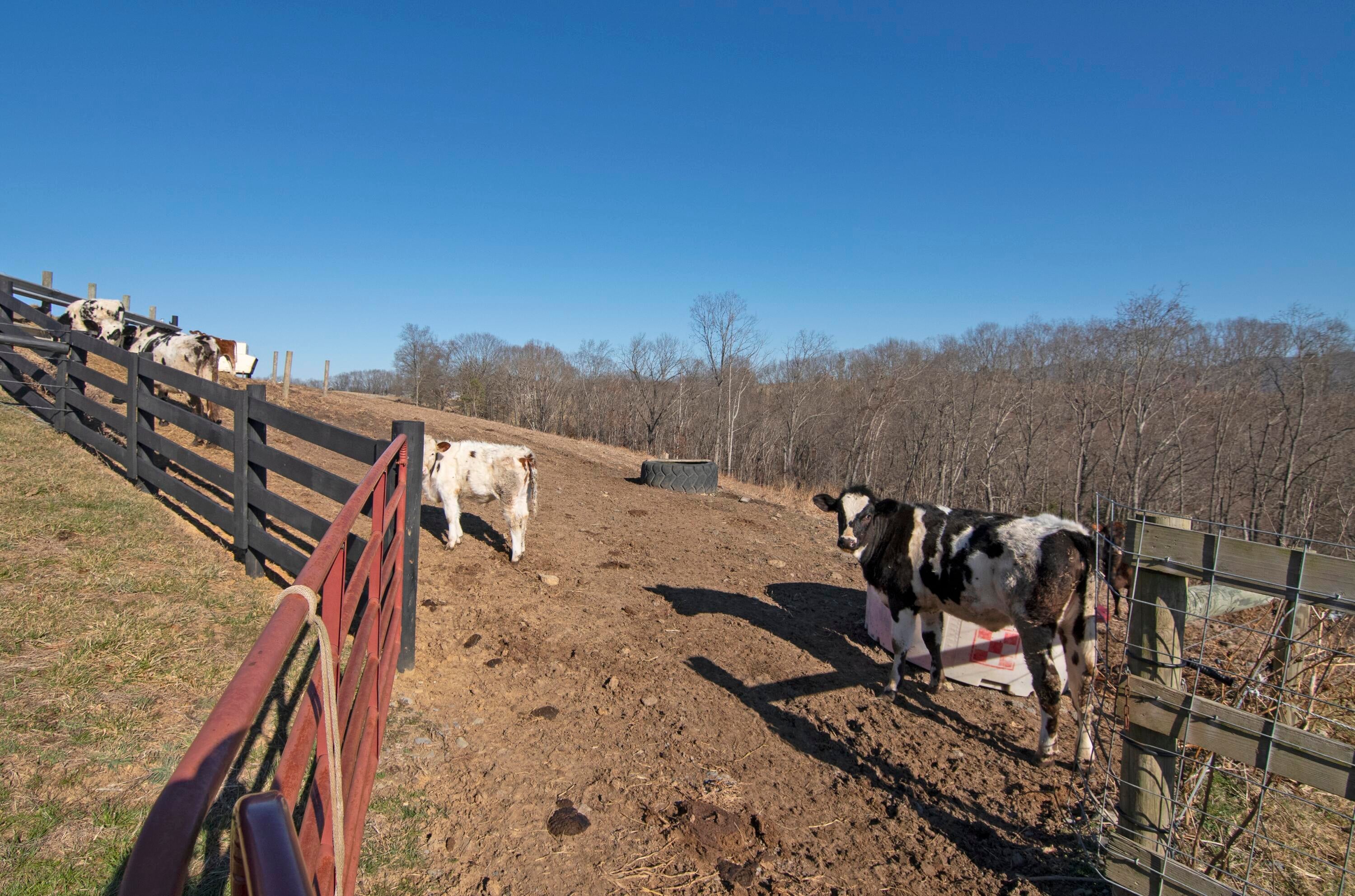 656 Miller Farm Road Peterstown, WV 24963 - Photo 129 of 156 Miller Farm Rd