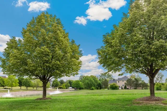 a view of a tree with a yard