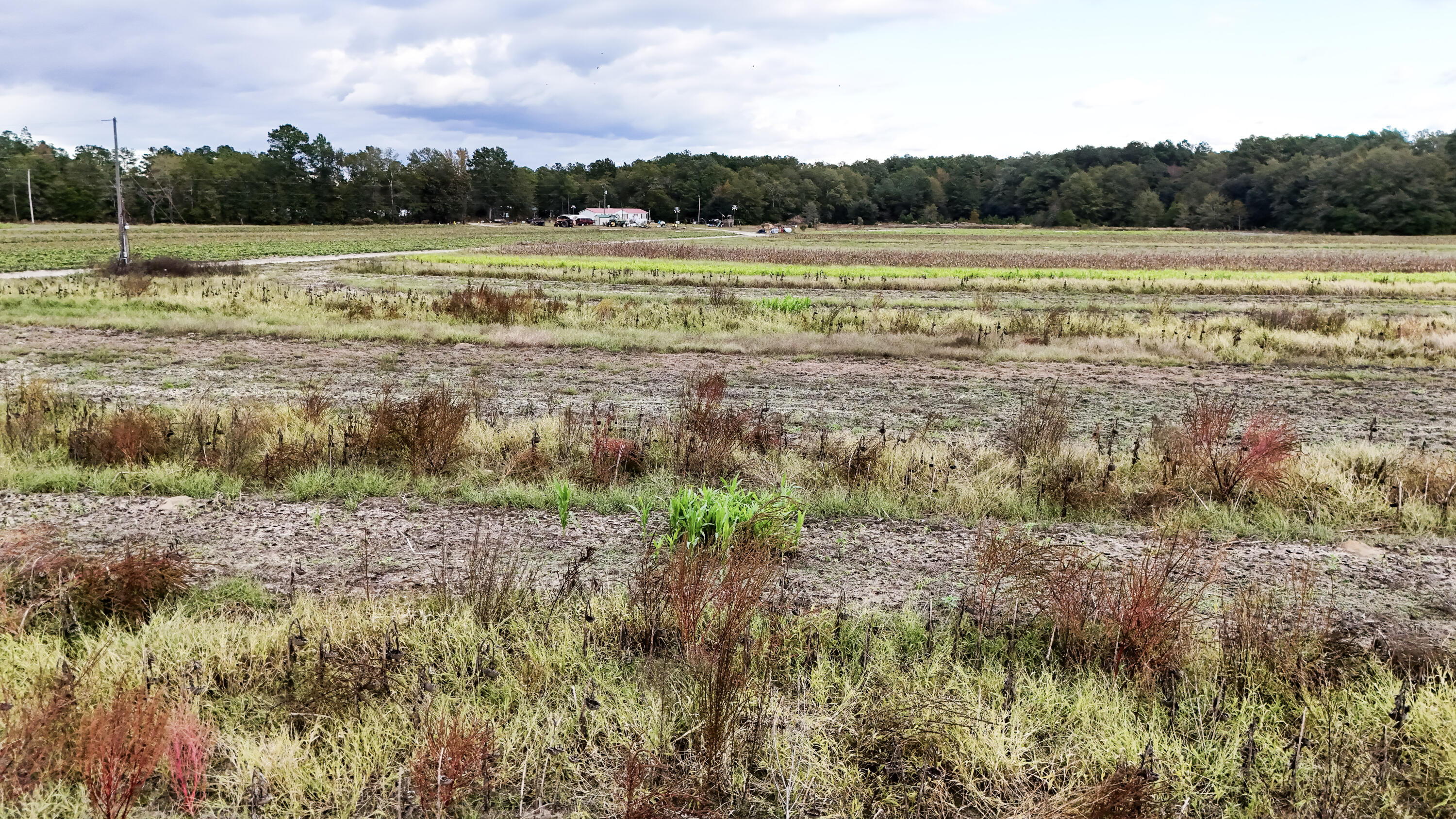 0 Chavis Road Blackville, SC 29817 - Photo 18 of 22 17-DJI_20251031050144_0256_D