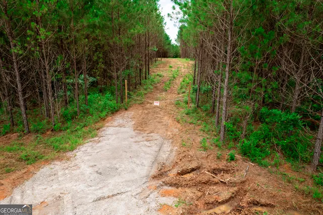a view of a yard with plants and large trees