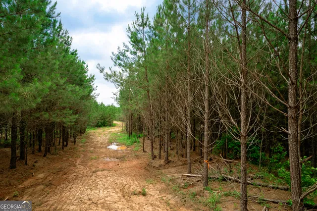 a view of a yard with plants and trees
