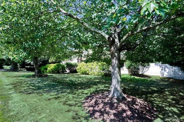 a view of a trees in a yard